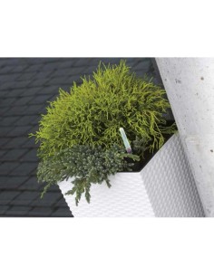 Ghiveci de flori, Prosperplast, Rato Low, patrat, 32 L,... 2